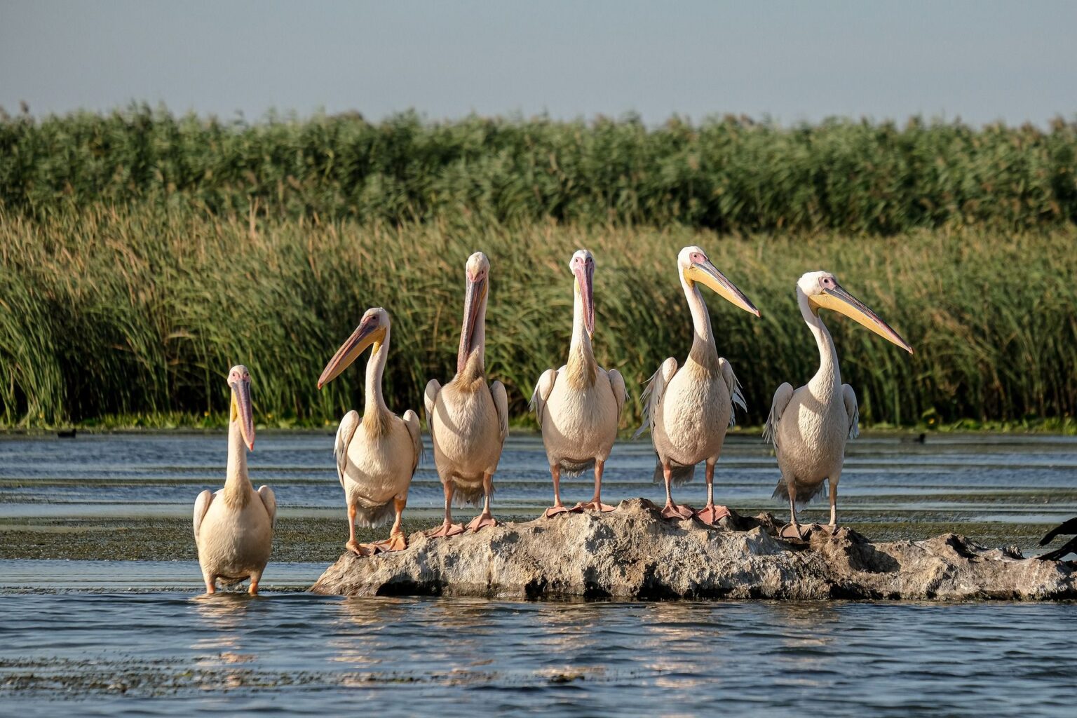 Lac și vegetație din Delta Dunării